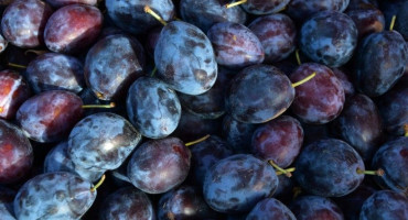 Šljive će poskupjeti ove godine