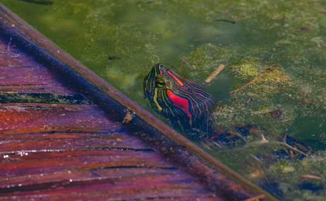 Invazivna vrsta pronađena u Neretvi, ugrožena biološka raznolikost