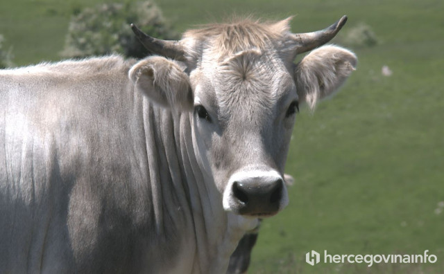 Spas u posljednjem trenutku: Sivo govedo u Hercegovini dobiva drugu šansu