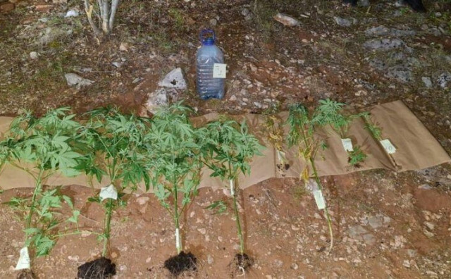 Policija prekinula Čapljinca u zalijevanju nasada marihuane