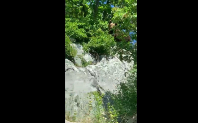 Na području Podveležja primijećen medvjed