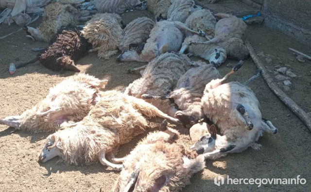Policiji prijavljeno da je kod Mostara ugušeno 17 ovaca na obiteljskom imanju