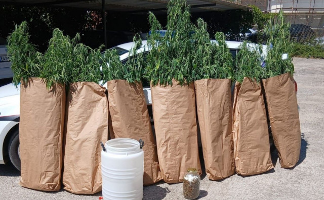 Policija otkrila 63 stabljike marihuane kod Čitluka, osumnjičeni zatečen pri zalijevanju