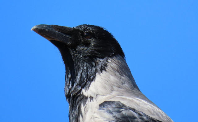 Zašto nas vrane napadaju? Orintolozi savjetuju kako trebamo reagirati