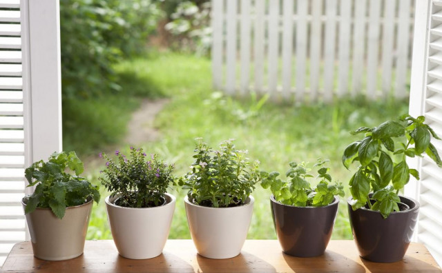 Evo koje začinsko bilje sprječava invaziju štetočina