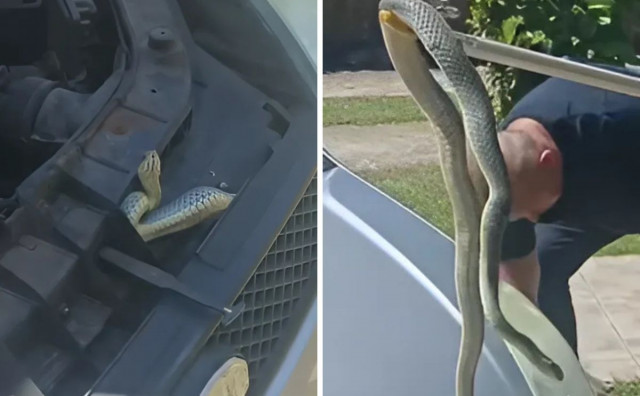 Pogledajte koliku su zmiju izvukli čitlučki vatrogasci