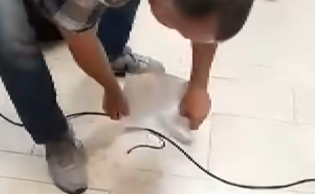 Pogledajte kako zaposlenik hvata zmiju i iznosi je iz zgrade Parlamenta FBiH