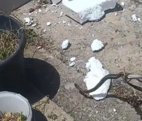 Sve više zmija u Hercegovini, čak četiri pronađene u fasadi obiteljske kuće