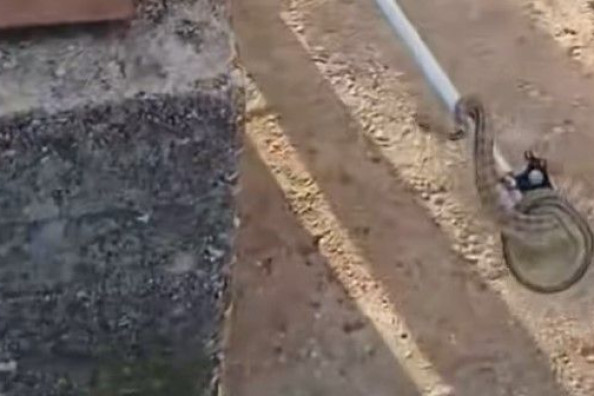 Čitlučki vatrogasci ponovno u akciji, izvukli zmiju iz ostave