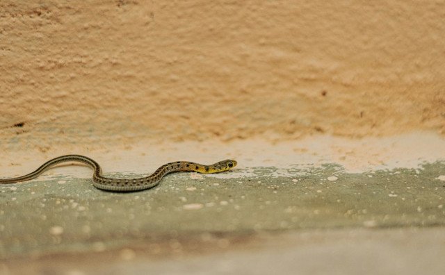 Vatrogasci uklonili zmiju iz kuće u Ljubuškom