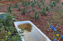 akcija Plant