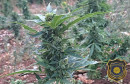 akcija Plant