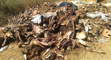 Animalni otpad Stolac Bregava, Badanj