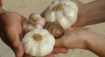 Stotine tona luka uvoze se u BiH, iako ga možemo sami proizvesti