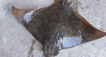 Morska raža iznenadila ribare u Neretvi, stručnjaci upozoravaju na prodor mora