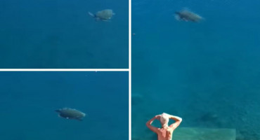 Morska kornjača u Neumu oduševila posjetitelje, uživala uz samu plažu