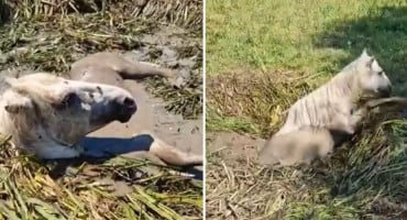 Spašena divlja kobila u Hutovom Blatu