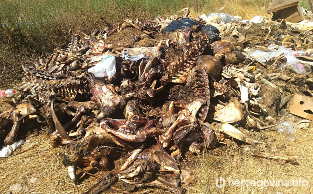 Stravične slike iz kanjona Bregave: Animalni otpad bačen tik uz cestu prema arheološkom lokalitetu Badanj