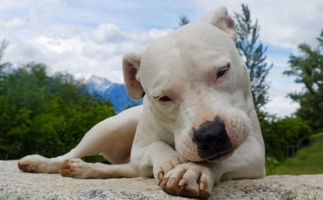 Veterinar iz Ljubuškog optužen da je nesavjesnim liječenjem prouzročio smrt većeg broja životinja