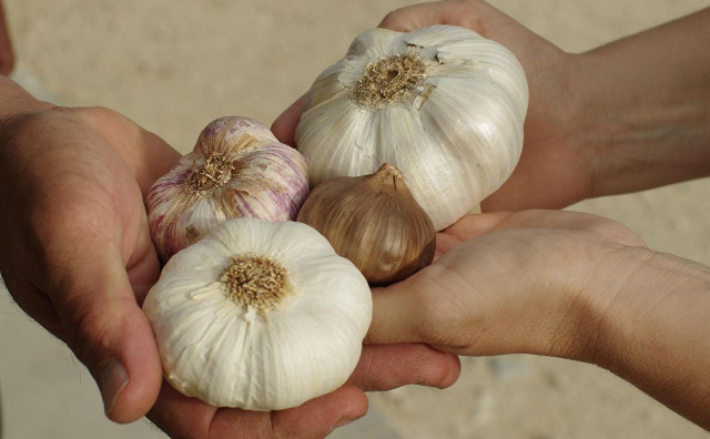 Stotine tona luka uvoze se u BiH, iako ga možemo sami proizvesti