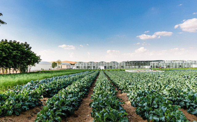 U ovoj državi uzgajaju voće i povrće na 50 stupnjeva