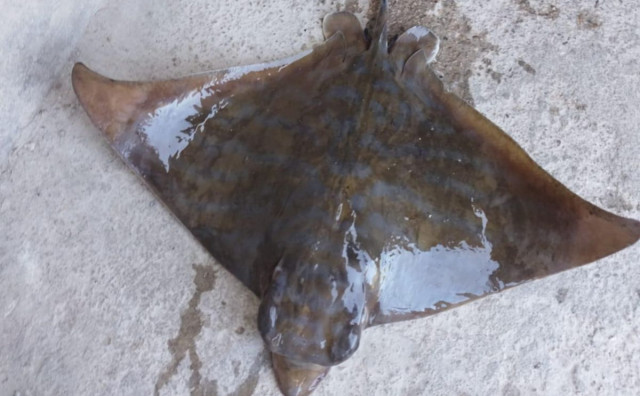 Morska raža iznenadila ribare u Neretvi, stručnjaci upozoravaju na prodor mora