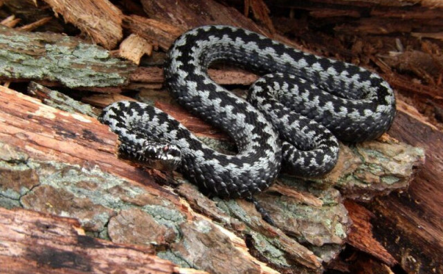 Hibrid ljutice i poskoka - nova zmija koja je iznenadila znanstvenike