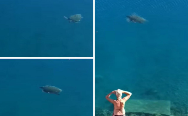 Morska kornjača u Neumu oduševila posjetitelje, uživala uz samu plažu