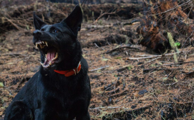 Pas ugrizao ženu u mostarskom naselju Cim