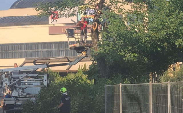 Unatoč protivljenju građana ispilano stoljetno stablo oraha iz centra Širokog Brijega