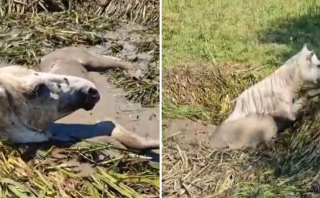 U Hutovom Blatu iz kanala spašena divlja kobila