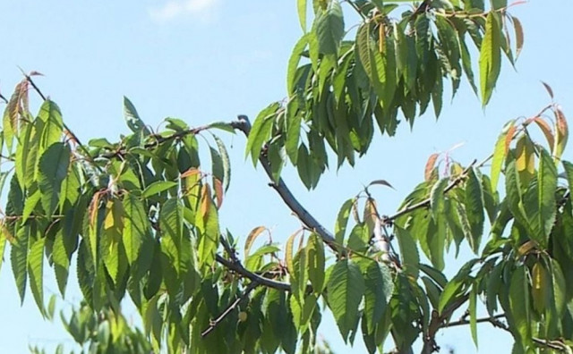 Poljoprivreda pred kolapsom: Savez zadruga FBiH traži hitne mjere spasa zbog elementarnih nepogoda