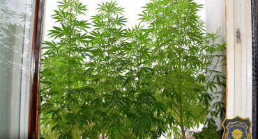 Sarajliji u stanu pronađeno 30 stabljika marihuane