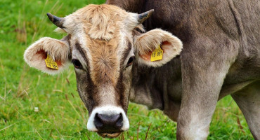 Deset goveda u Bosanskom Grahovu uginulo od zarazne bolesti antraksa