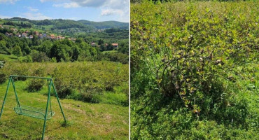 Vlasnik plantaže aronije kod Viteza pozvao građane da ih beru besplatno