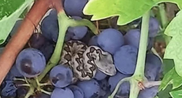 Berač grožđa u Čitluku naletio na poskoka