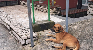 U Konjicu potvrđeno deset slučajeva leptospiroze kod životinja