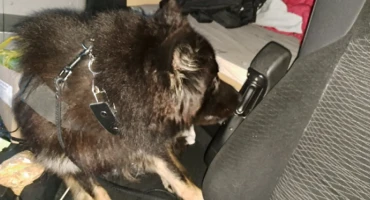 Državljanin BiH i Mađar kažnjeni na granici, evo što je 'namirisao' policijski pas