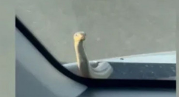Zmija na autocesti