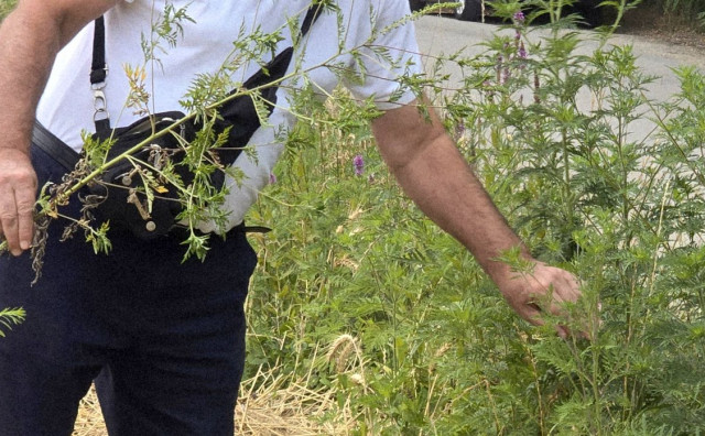 Sezona ambrozije: Stručnjaci upozoravaju na opasnost, evo kako se zaštititi