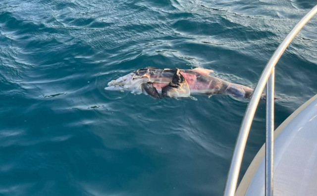 Ribolovci iz Neuma otkrili kako je uginuo dupin kod Pelješkog mosta