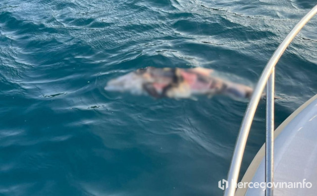 Uginuli dupin pronađen kod Neuma