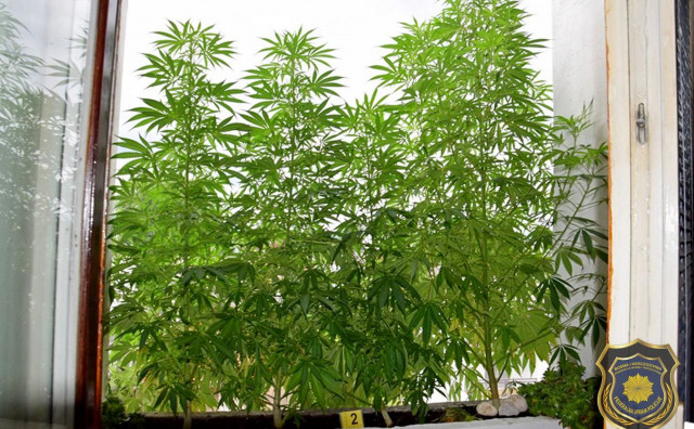 FUP Marihuana