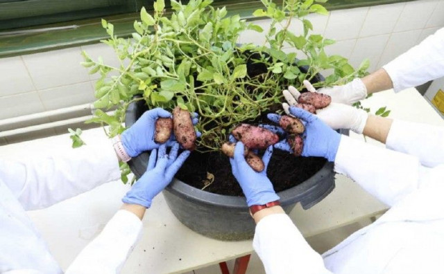 Prvi put iz epruvete proizveden glamočki krumpir