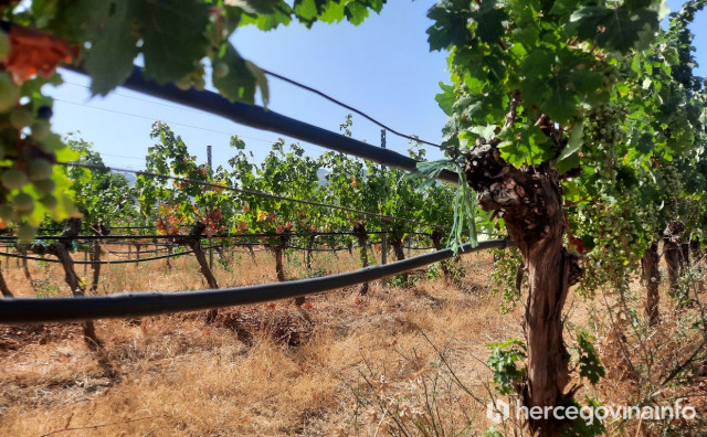 Vinogradarima ne bi loše došlo i malo kiše, no suša ima jednu pozitivnu stranu