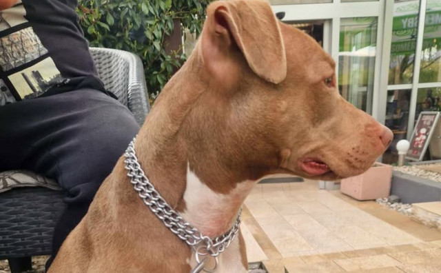 Traži se pas Hera iz Čitluka, vlasnici nude nagradu za pronalazak