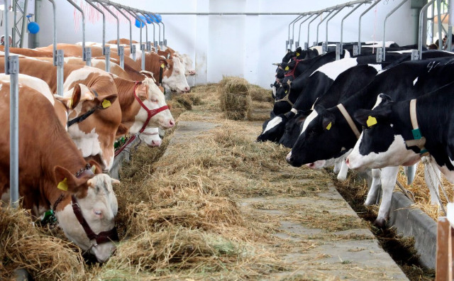 Rast prikupljenog kravljeg mlijeka u BiH