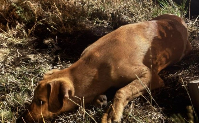 Ovaj pas na Gorancima je u opasnosti jer ga nepoznati muškarac želi ubiti, dolazak najavio i večeras