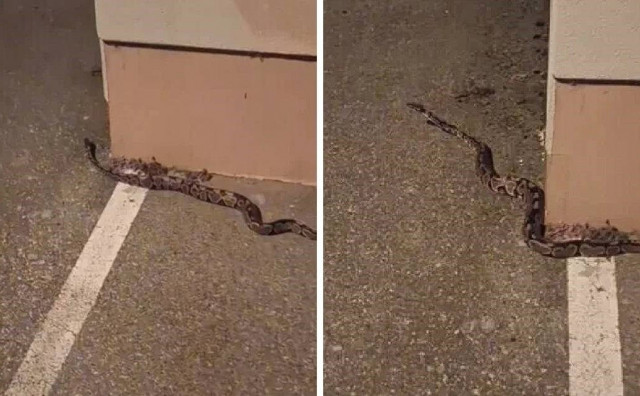 Kraljevski piton lutao Zagrebom, tek kasnije ga pronašla vlasnica