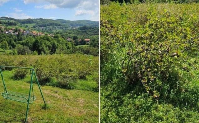 Vlasnik plantaže aronije kod Viteza pozvao građane da ih beru besplatno